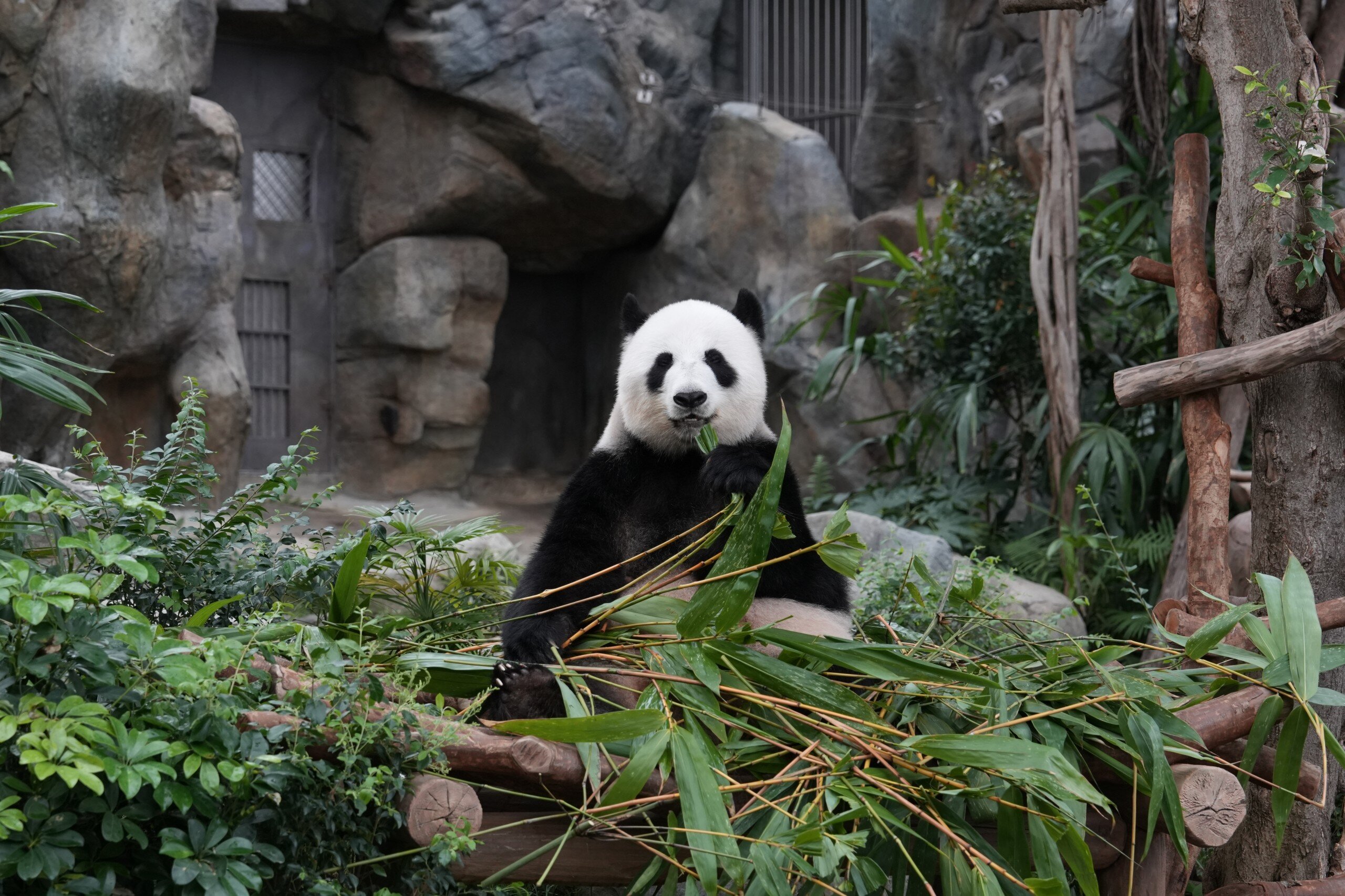 Giant Panda Caretaker Workplace Visit