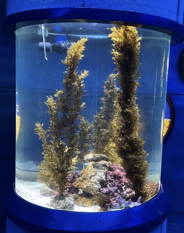 Algae Education Programme