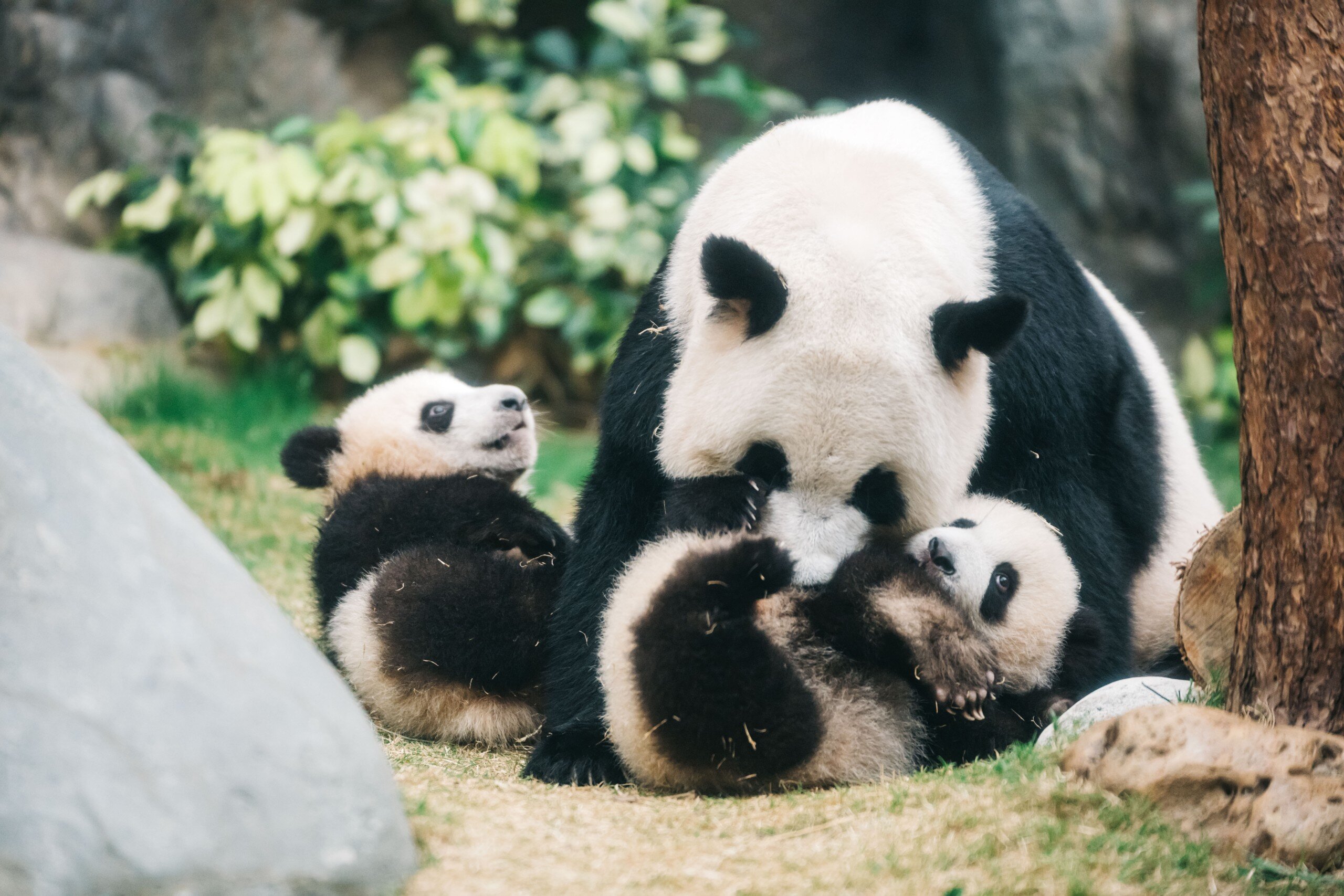 Panda Twins Fan Club - "Private Tour by Caretakers"