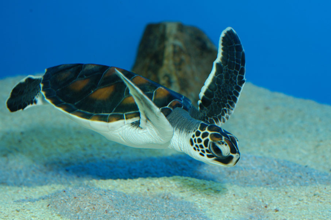 Green Sea Turtle Workshop