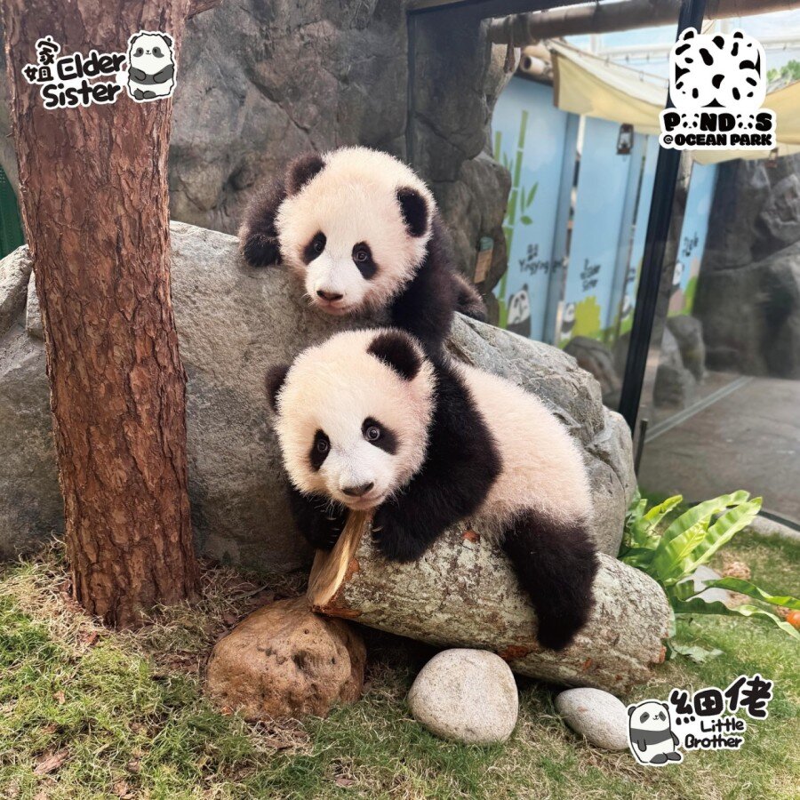 Giant Panda Cubs Preview Visit